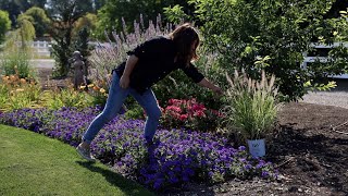 Planting 3 Beautiful Varieties of Ornamental Grass 🌾🌾🌾  Garden Answer [upl. by Oijimer]