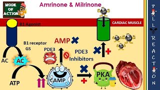 PDE3 Inhibitors MOA Cardiotonic Inhibits Platelet Aggregation Adverse effects [upl. by Ebba]