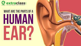 Anatomy of Ear  Animation  Extraclass [upl. by Alicirp]