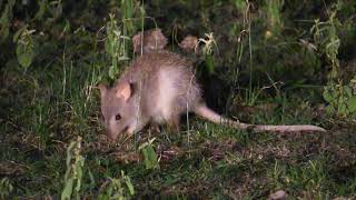 Kangaroo Rat  Betong Feeding At Night  Spotted Safaris [upl. by Rainie]