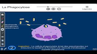 la phagocytose [upl. by Weissmann]