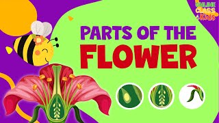 Parts of a Flower  Pollination Video  Science for Kids  Parts of Flower and their Functions [upl. by Kelcy]