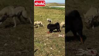 tibetan Mastiff and Wolf Video  藏獒狼 [upl. by Pilar]