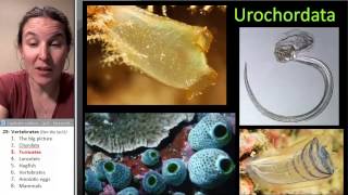 Tunicates Biology Course [upl. by Gold]