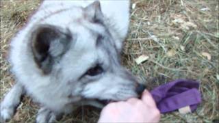 Playing with my pet arctic fox [upl. by Aehs]