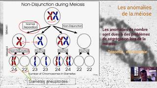 Anomalies de la méiose [upl. by Riccio]