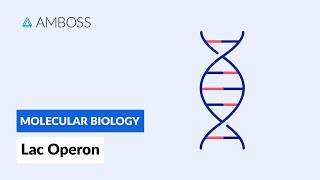 Prokaryotic Gene Regulation Lac Operon [upl. by Garlinda]