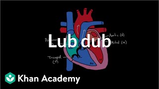 Lub Dub  Circulatory system physiology  NCLEXRN  Khan Academy [upl. by Virgy734]