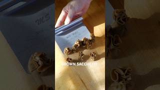 💰 BROWN SACCHETTI 💰 pasta pastarecipes pastalover freshpasta asmr cooking italianfood [upl. by Perdita]