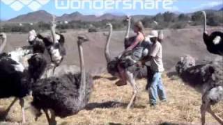 Riding Ostriches in Africa [upl. by Aihsot]