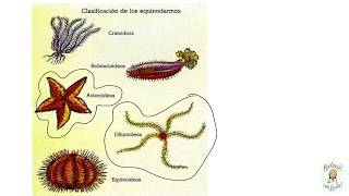 Los equinodermos Características generales [upl. by Cecile]