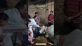 Gopashtami Utsav 🌳🐄  Shri Shri Radha Madhav Mandir  Pujya Shri Naresh Bhaiya ji shorts gomata [upl. by Alrich633]