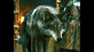 Game of ThronesDIREWOLVES ALL SCENESSeason 2Игра ПрестоловЛЮТОВОЛКИ ВСЕ СЦЕНЫСезон 2 [upl. by Julis]