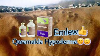 Qaramal GipodermoziQaraqalpaqVeterinarHypoderma bovis [upl. by Fuchs]