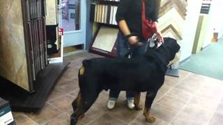 Playing with my Rottweiler [upl. by Shaper]