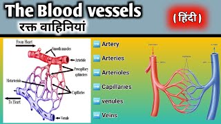 blood vessels in hindi  types of blood vessels  arteries  veins  capillaries bloodvessels [upl. by Koehler]