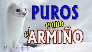 🔊🔸 ARMIÑO símbolo de la PUREZA [upl. by Eelik923]