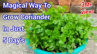 Magical way to Grow Coriander In just 5 Days  How to grow Coriander at home  Cilantro grow at home [upl. by Kwabena]