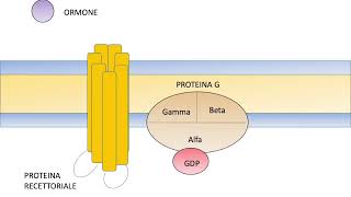 Recettori accoppiati alle proteine G [upl. by Jac]