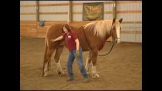 Five Fundamentals of Horse Training Part 1 of 2 with Holistic Horse Trainer Missy Wryn [upl. by Ricardama742]