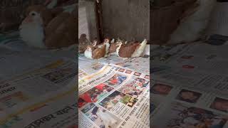 lahore punjabisong pigeon bird güvercin babypigeon [upl. by Amoritta672]