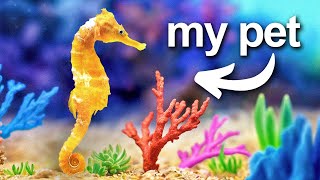 I Built a Coral Reef for my pet seahorse [upl. by Idisahc]