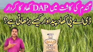 DAP fertilizer benefits in wheat crop  Impact of phosphorus on wheat crop yield  Abid Ali Agrarian [upl. by Erick]