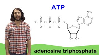 Metabolism and ATP [upl. by Atrim]