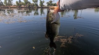 Bass Fishing Sacramento Area Lake M [upl. by Dazhehs]