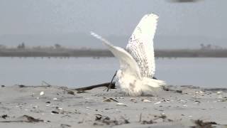 Snowy Owl vs Peregrine Falcon [upl. by Keene]