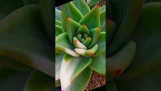 Echeveria Agavoides Variegata María suculentas [upl. by Nalniuq]