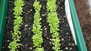 How to sow Lobelia [upl. by Almena]