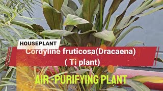 Cordyline fruticosa DracaenaTi plant Good luck plant [upl. by Durant481]