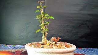 How To Make Aralia Plant Bonsai [upl. by Ibocaj774]