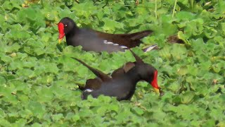 Common Moorhen Family Swims In The Swamp [upl. by Yelruc]