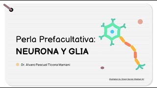 Perla Prefacultativa 19  Neurona y Neuroglia HISTOLOGIA Tema 7 [upl. by Eizzik]