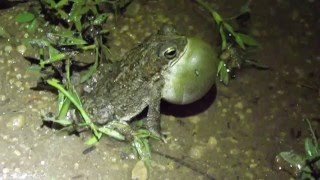 Rhinella granulosa vocalizando [upl. by Marnia]