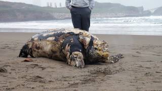 CRÓNICA Tortuga gigante muerta en playa Salinas Leatherback sea turt dead [upl. by Estella]