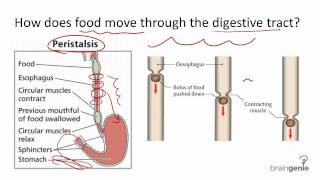 852 Peristalsis [upl. by Aholla510]
