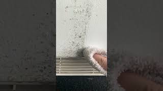 Watch Me Remove Mold From This Fridge Door cleaninghacks mold [upl. by Glover960]