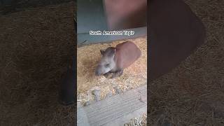 South American Tapir shorts youtubeshorts dublinzoo animalsanimal animallover tapir bushcow [upl. by Warram]