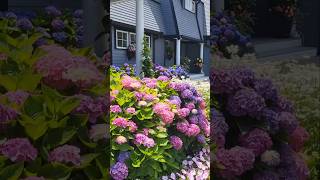 HYDRANGEA FESTIVAL capecod гортензія flowers garden гортензия hortensia shorts gardendesign [upl. by Fin]