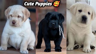 Cheapest Price Labrador Dog for sale  Labrador puppy  Black Labrador  Lab puppy  Dog Market [upl. by Nahta976]