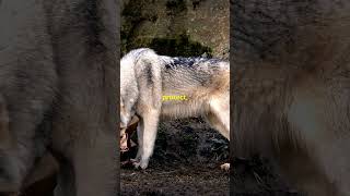 The Power of the Pack Life Lessons from Wolves [upl. by Jer]