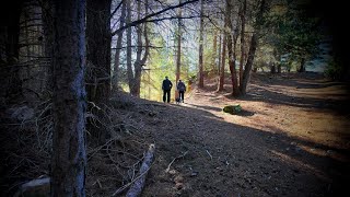 A Naseby NZ Winter Forest Walk July 2024 [upl. by Inaluahek]