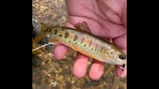 Top 10 Lakes for Trout Fishing in Missouri 2024 [upl. by Zeni719]