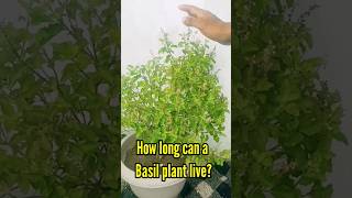 How Long Can A Basil Plant Live [upl. by Sevein]