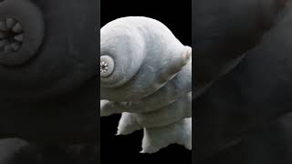 The ultimate survivors tardigrades also known as water bears are just unbreakable [upl. by Celinka]