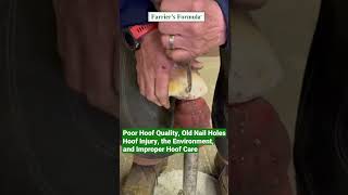 Farrier Drains Horses Hoof Abscess Part 2 Poor Hoof Quality hoofcare horse farrier shorts [upl. by Ansley]