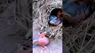 Yellow eyed babbler bird baby fell out of the nest P 1 shorts [upl. by Cowden]